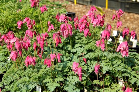 dicentra