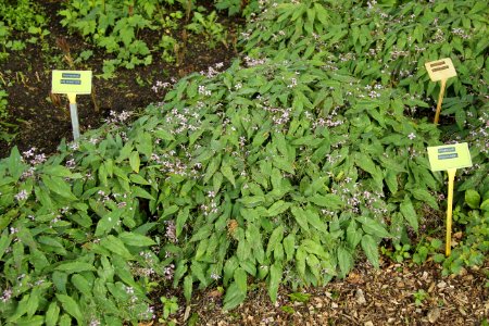 Epimedium kaguyame