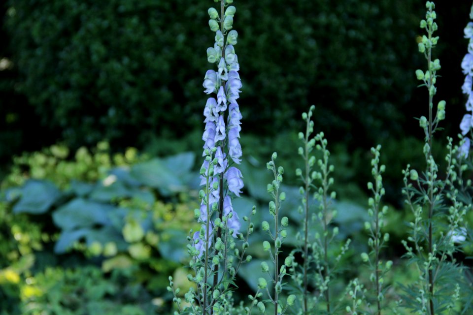 aconitum stainless steel