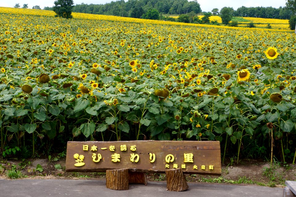 北竜町 ひまわりの里