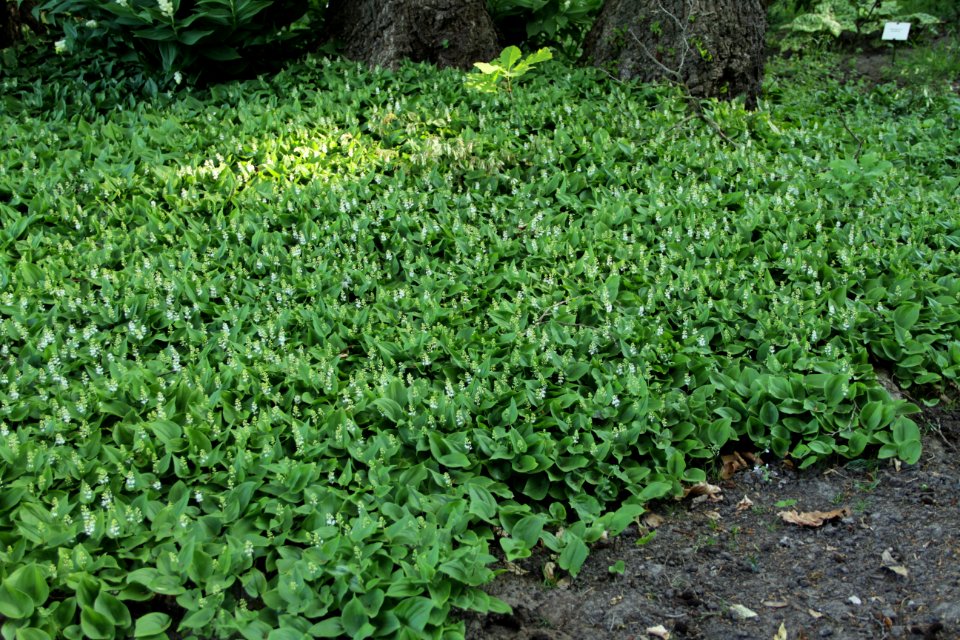 Maianthemum bifolium