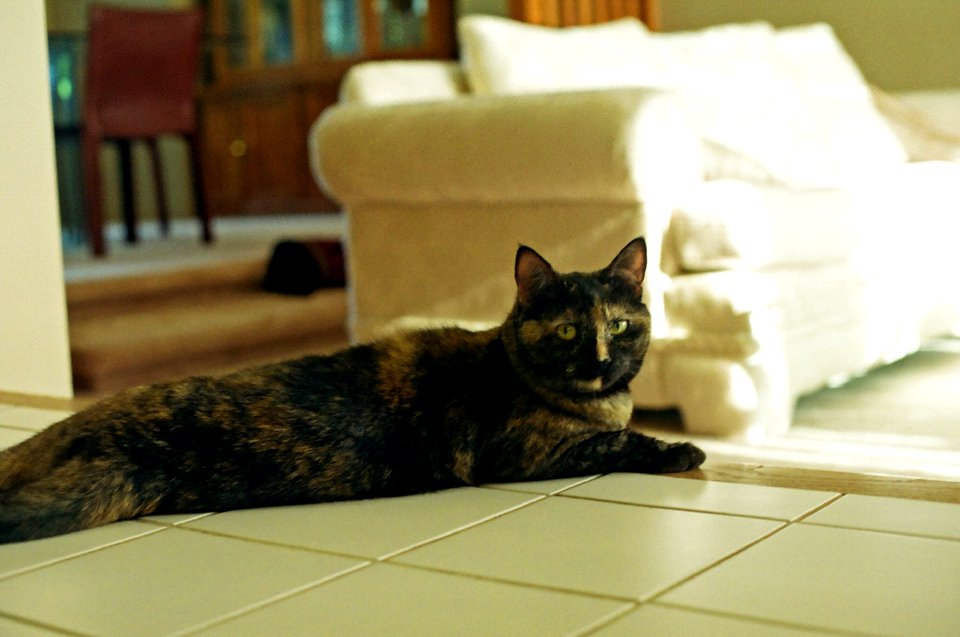 cat stretched on the floor