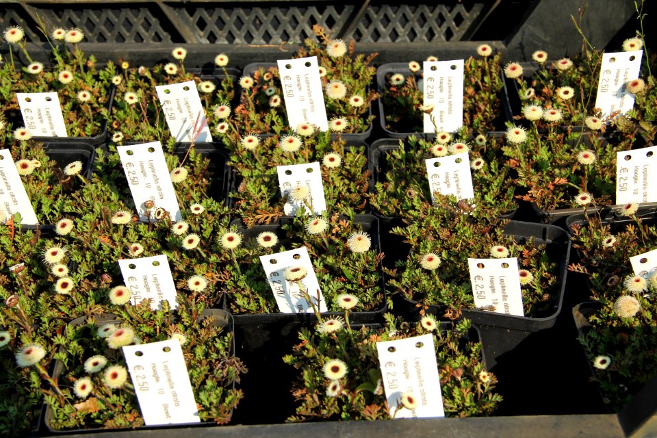 leptinella atrata