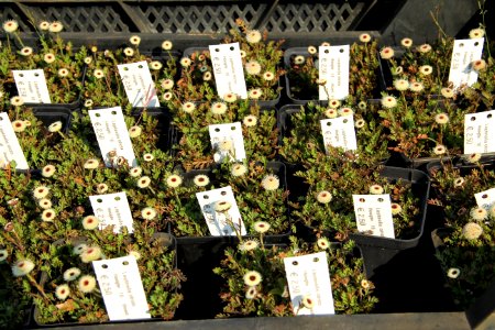 leptinella atrata