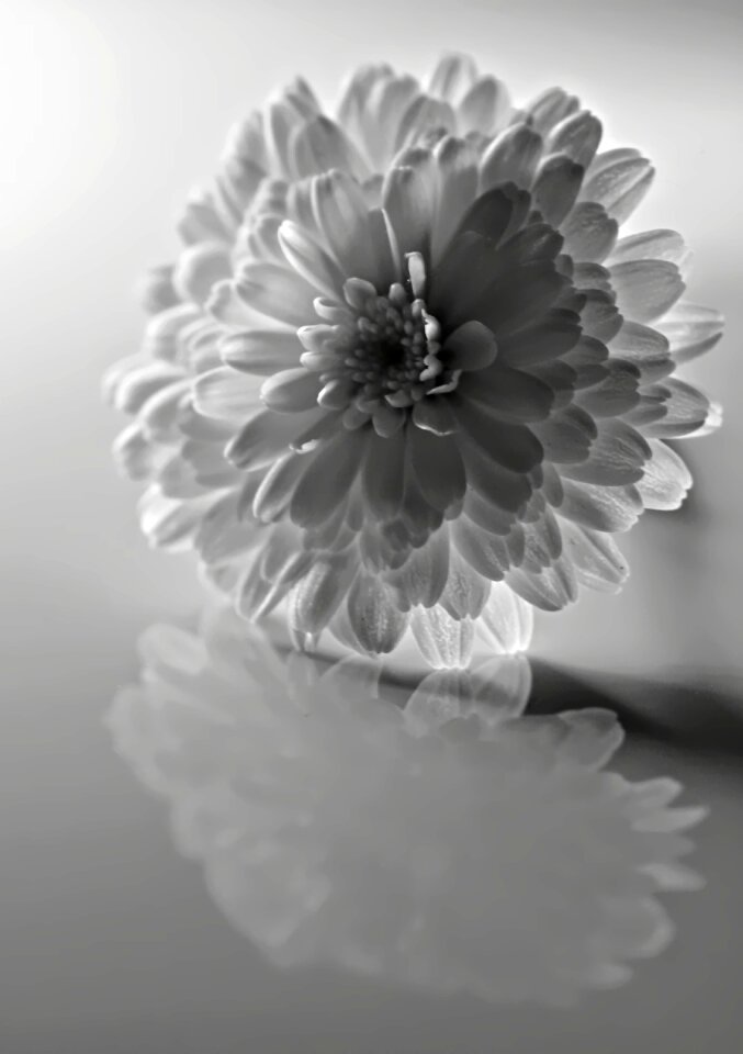 Blooms clear nature