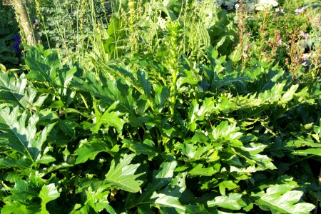 acanthus