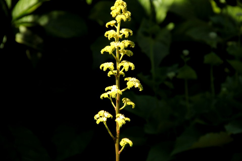 rodgersia chantry