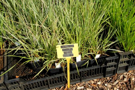 calamagrostis overdam