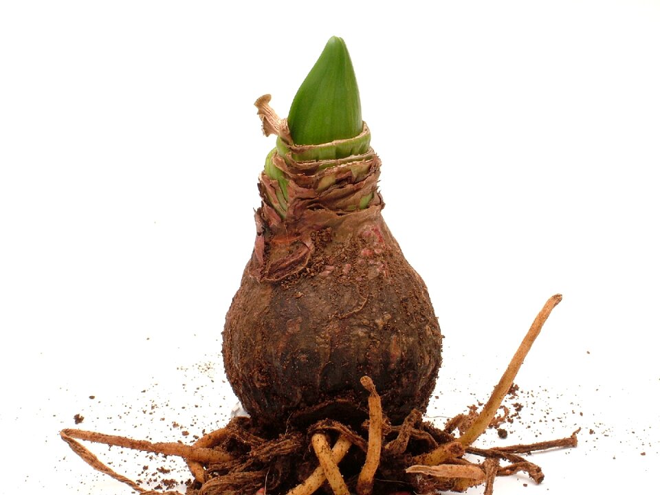 Root amaryllis plant early