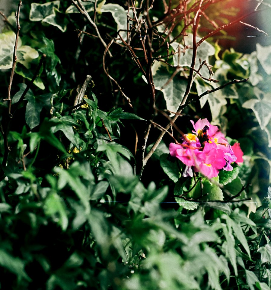 Flower pot with some light leak