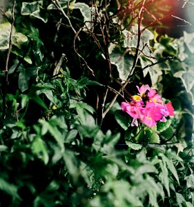 Flower pot with some light leak
