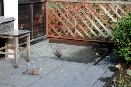 IMG 0459.jpg