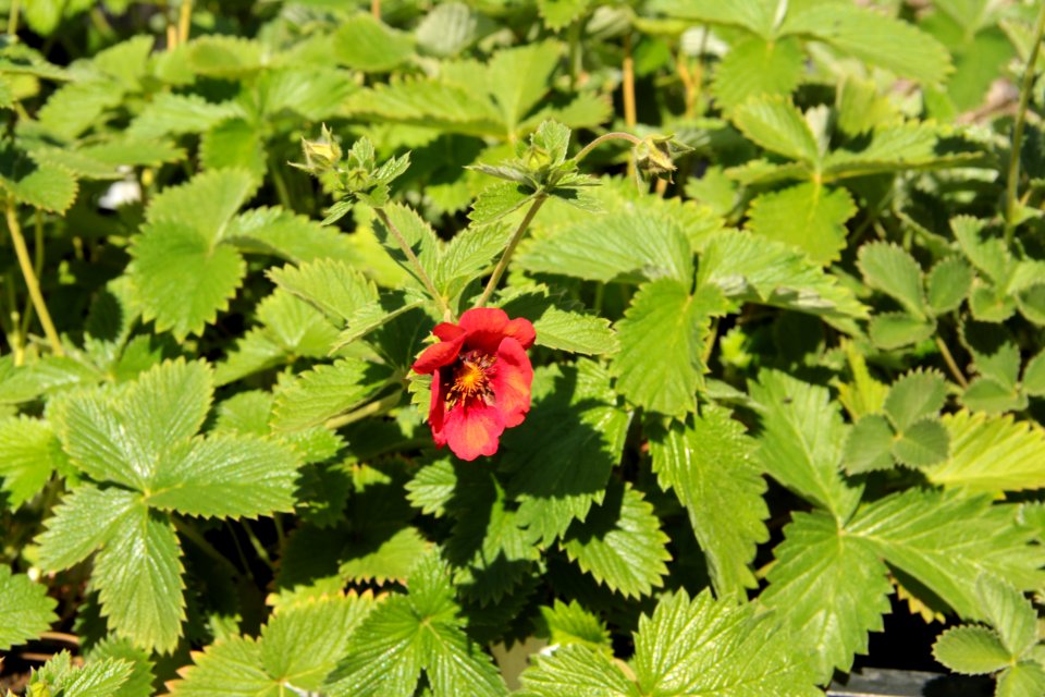 potentilla flamenco