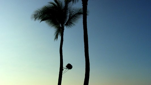 Lonely Palms