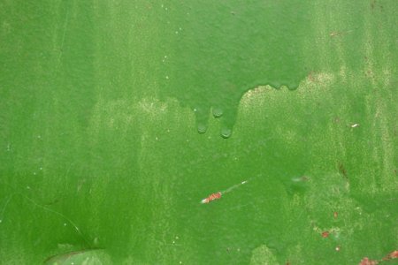 Green paint
