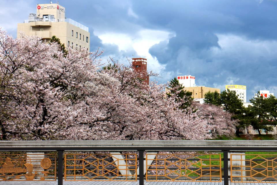 IMG 0420.jpg