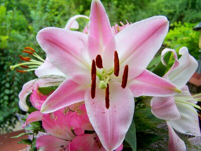 Lily pink flower bouquet