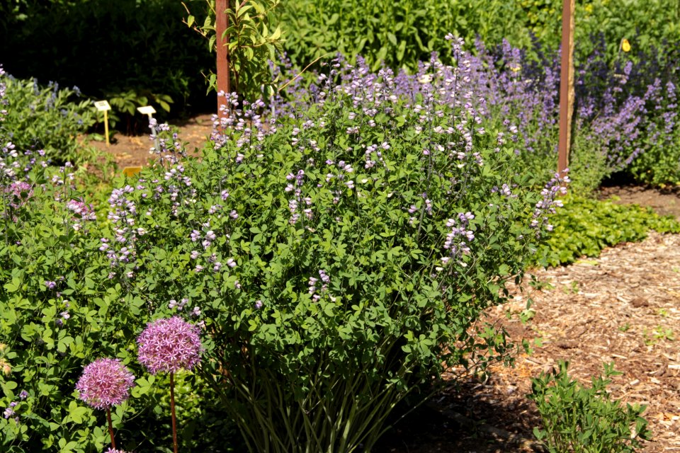baptisia