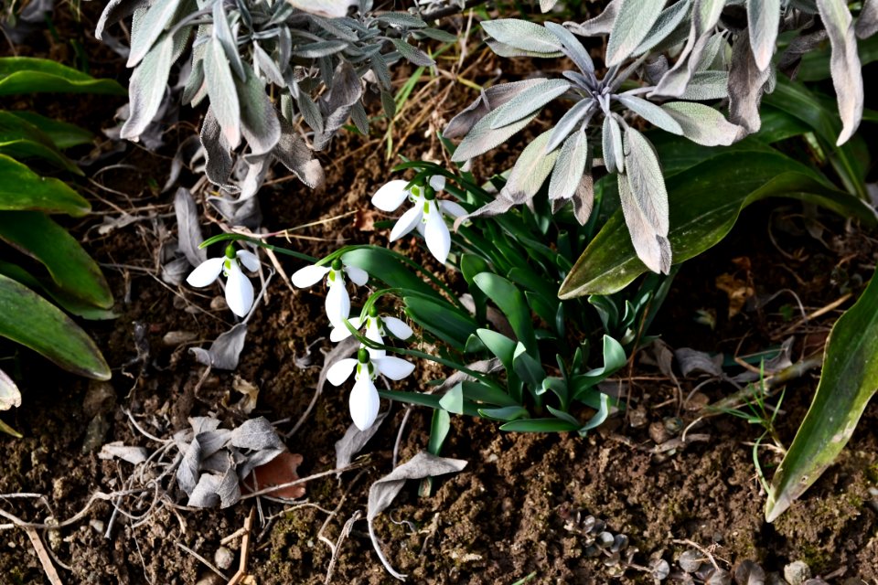 Snowdrops in February
