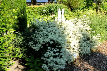 clematis