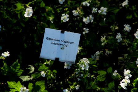 geranium nodosum