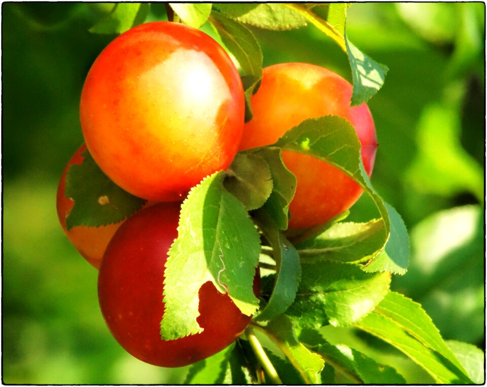 Vitamins fruity fruits