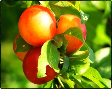 Vitamins fruity fruits