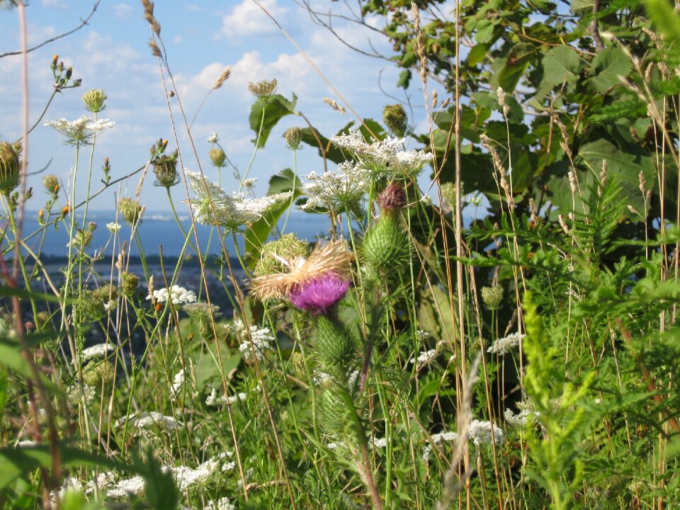 Escarpment meadow summer
