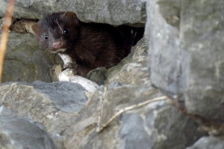 American mink (Neovison vison) Vison d'Amérique