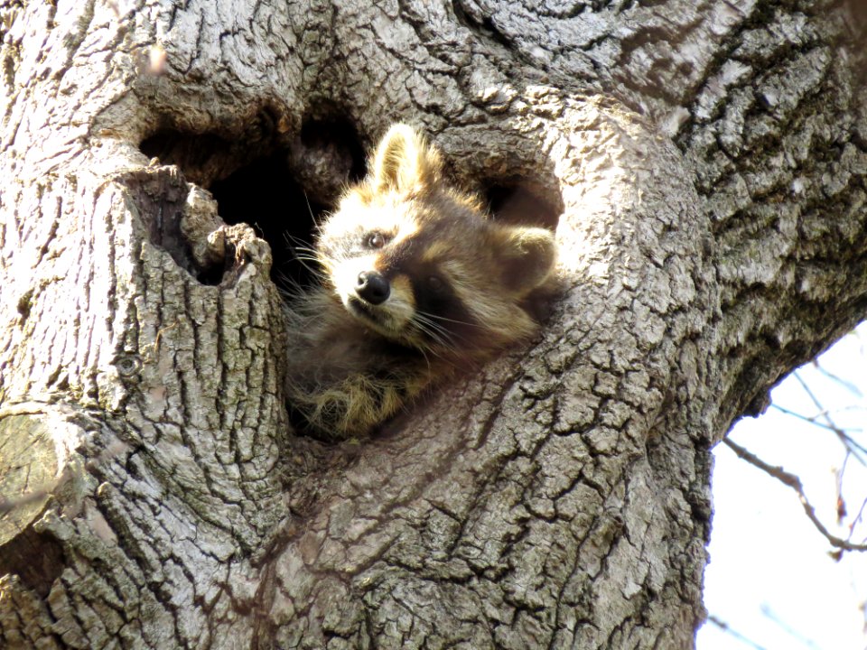 Raton laveur commun (Procyon lotor)  North American raccoon