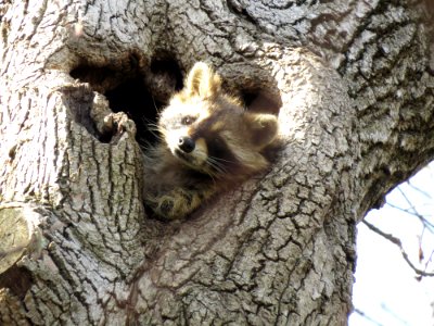 Raton laveur commun (Procyon lotor)  North American raccoon