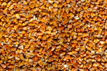 corn
