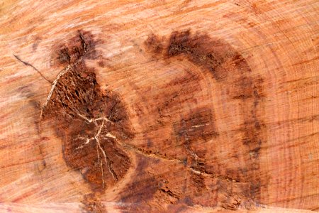 cut wood
