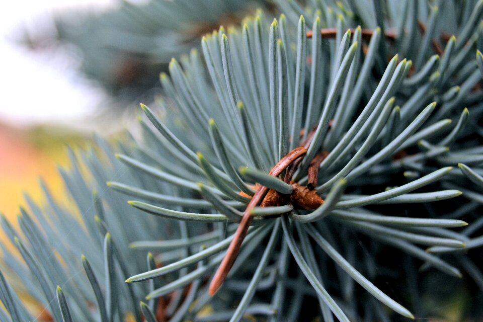 Nature spruce conifer