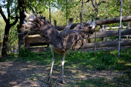 ostrich