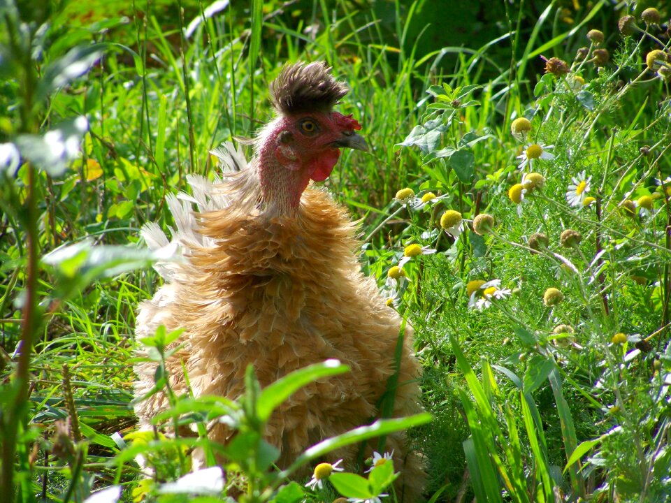 Brown hen bald-necked chicken california chicken