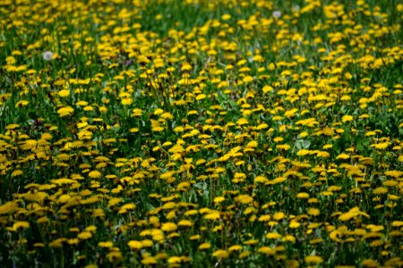 Dandelion photo