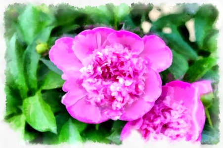 Peony