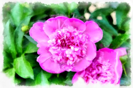 Peony photo