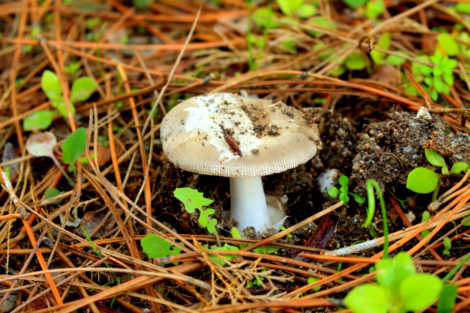 Mountain nature forest