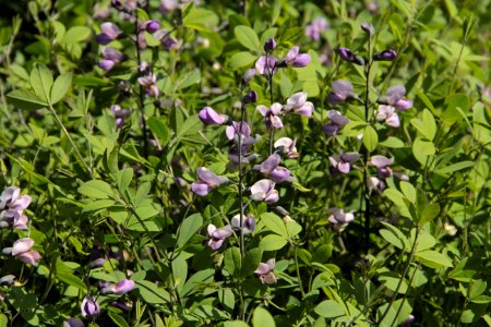 baptisia