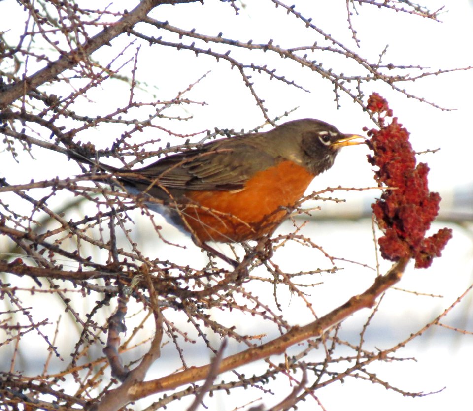 American robin (Turdus migratorius)  & Staghorn Sumac (Rhus typhina)