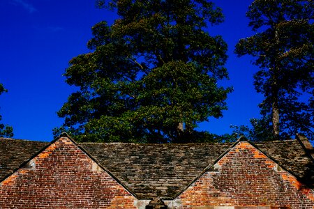 Trees blue sky