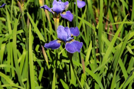 iris silver edge