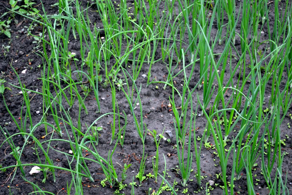 green onions