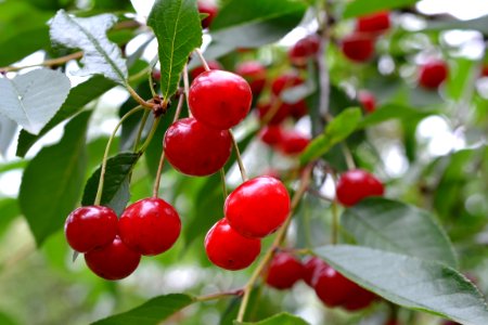 sour cherries