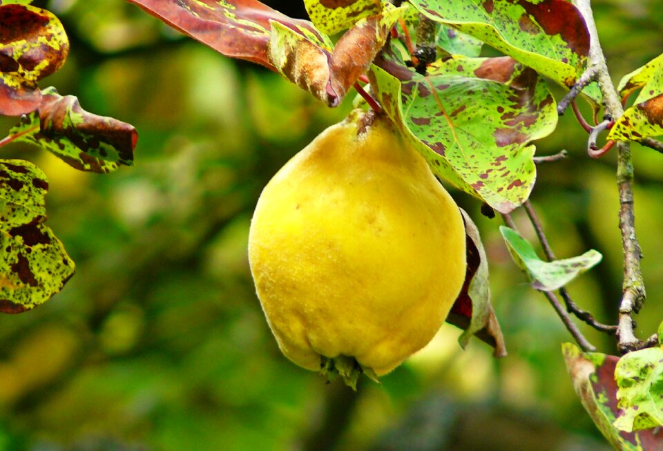 Yellow nutrition plant leaf