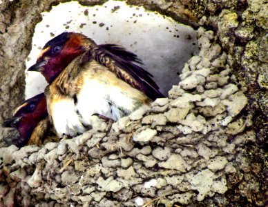le nid des hirondelles-home suite home photo
