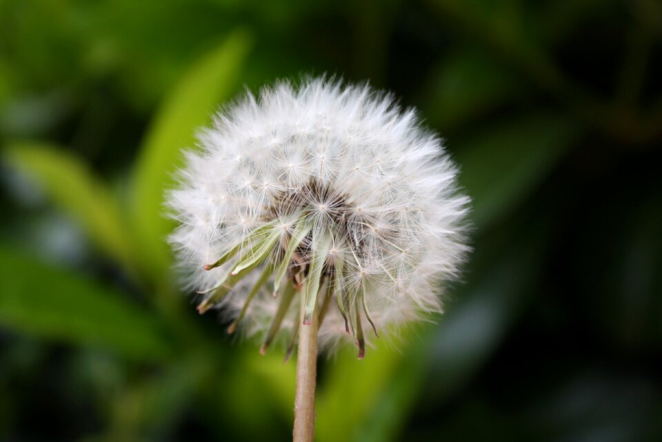 Garden meadow spring
