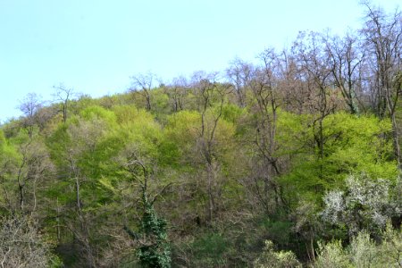 Landscape with nature